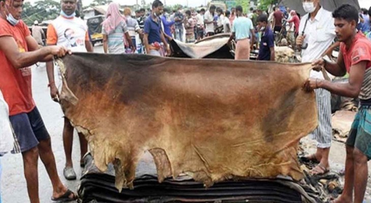 দাম বাড়লো কোরবানির পশুর চামড়ার